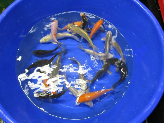 pond fish for sale