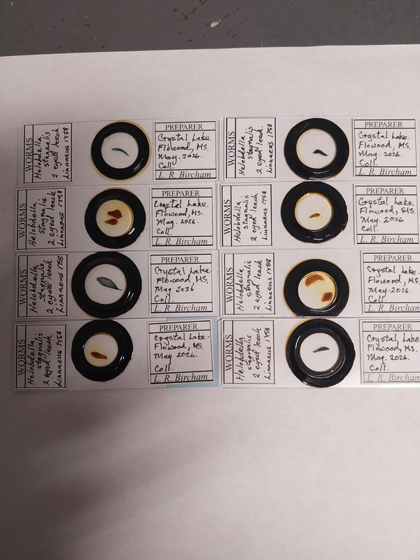 vintage prepared microscope slides
