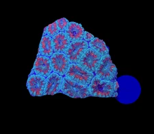 WYSIWYG Red and Blue Acan Lord Live Coral Frag Bright LPS for Reef Aquarium