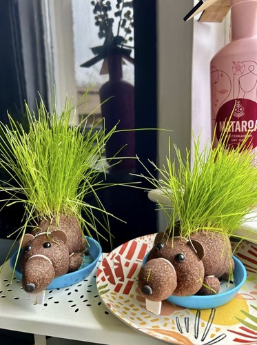 Grow Your own HAIRY BEAVER Chia Pet Plant - Funny Gag Novelty Home Gift - 第 15/18 張圖片