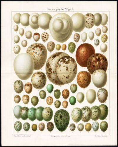 Antique Print-Eggs of European birds-Eier Europäischer Vögel II-Meyers-1895 - Picture 1 of 1