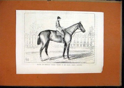 Original alter antiker Druck Pferd um 1870 Zoo-Zoo American Crack Winner Fortsetzung 19.