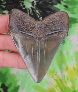 Megalodon Sharks Tooth 3 5/16" inch NICE NO RESTORATIONS fossil sharks teeth