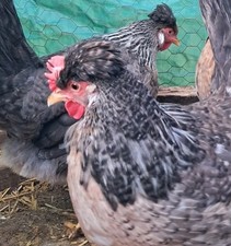 12 NPIP Cream Legbar Hatching Blue Eggs Kentucky Flock at Five Acre Farm