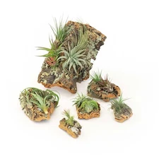 Cork Bark DIY Kit-Air Plants, Glue, Hook-Multiple Sizes-Easy Care Tillandsia
