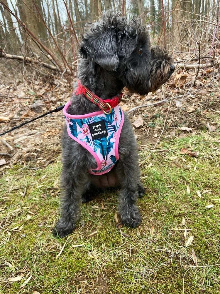 Dog Harness, Pink floral reversible dog harness
