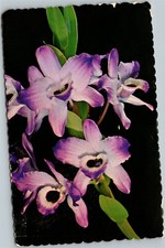 Vecchia Cartolina Dendrobium Nobile Frutteti Orchidee Viola Isole Hawaii D1