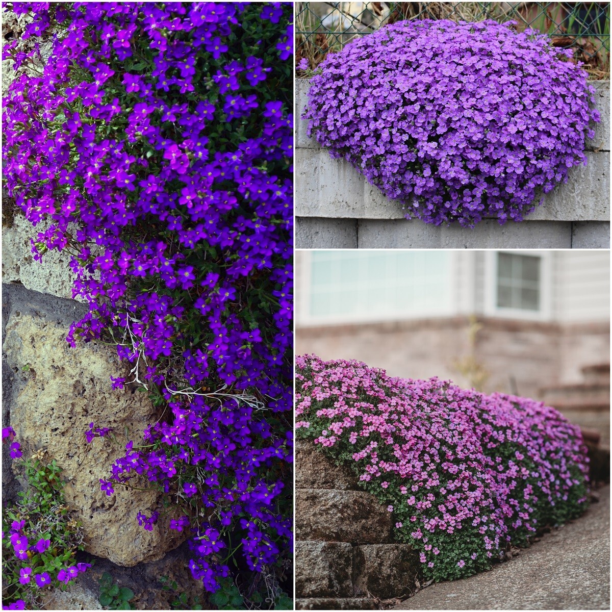 Plant Seeds Rock Cress Aubrieta Ground Cover Shop Aubretia Gracilis