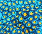 AOI Zoa Frag Zoanthids Zoa Paly SPS LPS Corals, WYSIWYG — photo 2