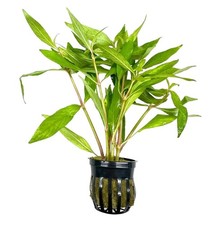Hygrophila Angustifolia Pot Buy3Get1Free Live Aquatic Plants