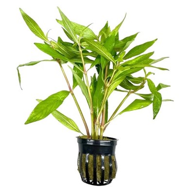 Hygrophila Angustifolia Pot | Buy3Get1Free | Live Aquatic Plants