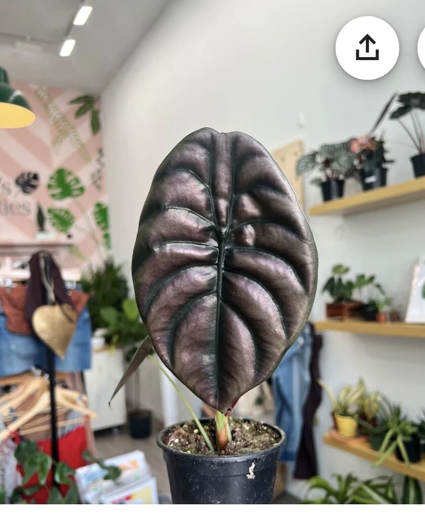 Alocasia Cuprea