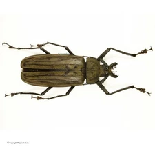 Xixuthrus Microcerus Lunicollis - M, nice 101-103mm