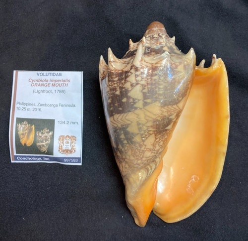 VOLUTIDAE Cymbiola imperialis ORANGE MOUTH 134.2mm Zanboanga Philippines 2016