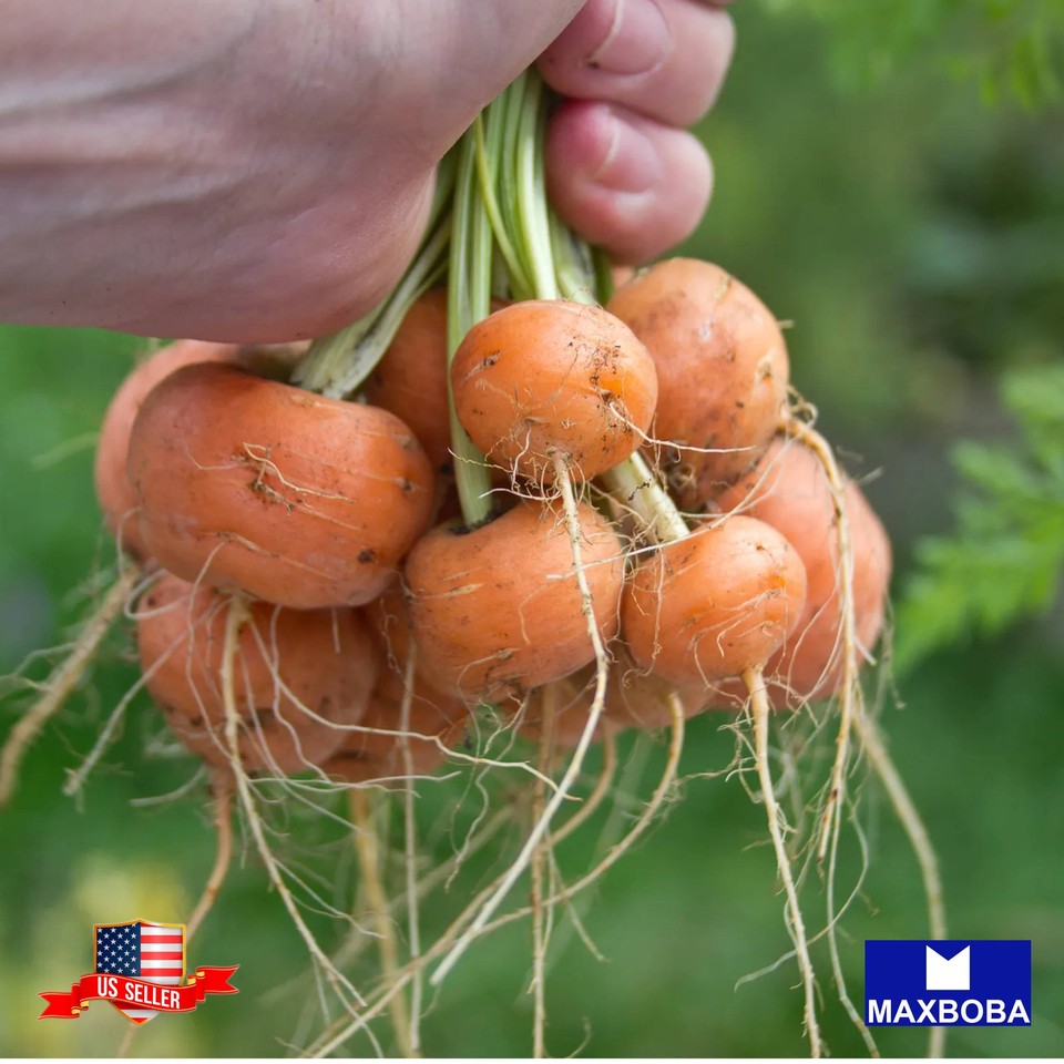 Premiun Fresh 4400 Seeds Carrot Parisian Non GMO Heirloom eBay