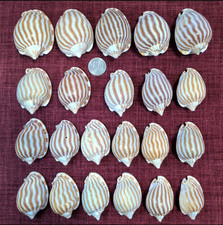 japanese sea glass Surf-Tumble Shell