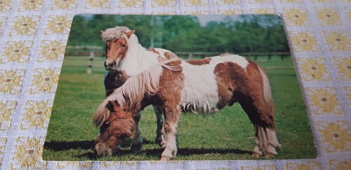 Pferde AK, Pferdepostkarte, Ponys auf der Weide, Printed in Germany, Horn Verlag