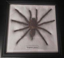 Mygale naturalisé (Eurypeima