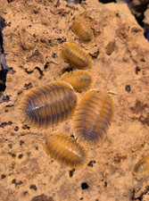Troglodillo Vex Isopods 10 2 Troglodillo Sp Clean-Up-Crew/Feeders RARE
