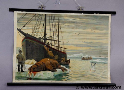 #ad Old Pull Down Wall Chart Hunting Scene of a Walrus Fishing Artic Ocean Maritime $185.99