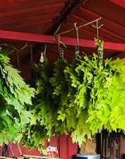 24 Oak brooms sauna banya venik Eiche whisks eco 2025 Ukrainian