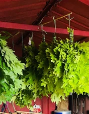 12 Oak brooms sauna banya venik Eiche whisks eco 2025 Ukrainian