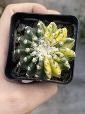 Discocactus horstii variegated Succulent Plant Garden Décor Boutique WYSIWYG 5CM