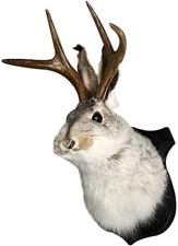 HSOSK Jackalope Mount Resin Deer Head Wall Art Taxidermy Home Wall Decor