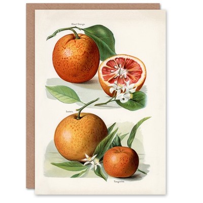 John Wright Kunstkarte Vintage Illustration von orangefarbenen Zitrusfrüchten