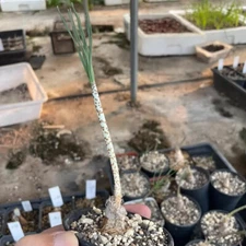 Two Year Seedlings Gethyllis Verticillata Beautiful Garden Rare Tuber Plants