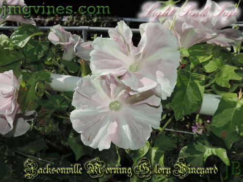 Light Pink Fuji Japanese Morning Glory 6 Qty - Picture 4 of 7