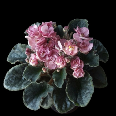 Hunter s Ashes of Roses  Blatt/leaf  African Violet Usambaraveilchen