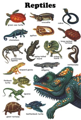 Reptiles Poster, Snake, Alligator, Turtle, Lizard, Reptiles, Art