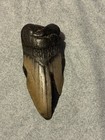 RARE Megalodon Fossilized Tooth Giant 5 x 3.5 Inches. Very Unique. — photo 2