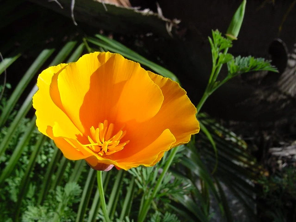 Bulk California Poppy Seeds Eschscholzia californica Stunning Orange Wildflower - Image 4 of 4
