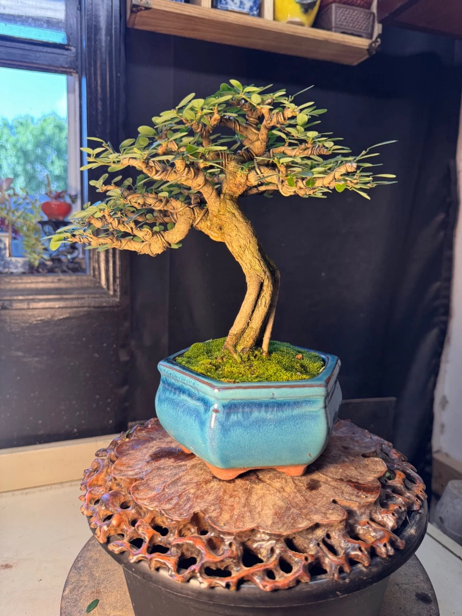 Pre-Bonsai Trees for sale - eBay