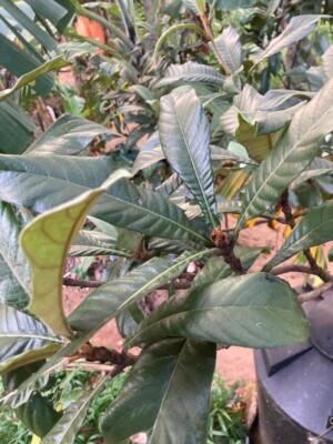Dried Loquat Leaves Organic Nispero Tea Freshly Picked Free Shipping 100 Leaves