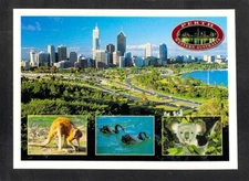 A4842 Australia WA Perth Skyline Black Swans Koala postcard