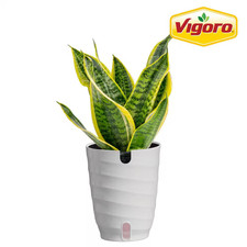 Grower'S Choice Sansevieria Indoor Snake Plant in 6 In. White Decor Pot, Average