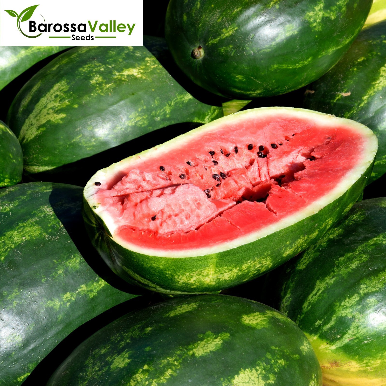 WATERMELON Bush Jubilee 10 Seeds SPRING SUMMER Vegetable Garden Healthy