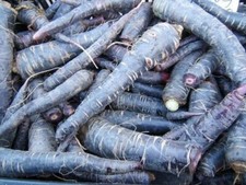 Spanish Black Carrott - 25+ seeds - Samen - HEALTHY and EXTRAVAGANT - R 002
