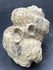 Robust 5” Texas Fossil Heteromorph Ammonite Mariella Turrilite W/Oysters,Main St
