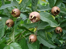 Mespilus germanica MEDLAR TREE Seeds!