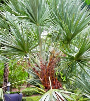 Serenoa repens 'Silver' - Silver Saw Palmetto - 5 fresh seed Serenoa repens 'Silver' - Silver Saw Palmetto - 5 fresh seed