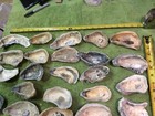 Lot of 35 Thick ￼Atlantic Oyster Shells 3 To 6 Inch  Long Polished Arts Crafts — photo 8