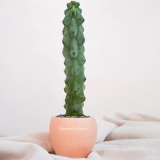15CM Succulent Cactus Plant Myrtillocactus Geometrizans Fukurokuryuzinbokun