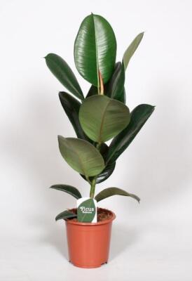 Ficus Elastica Robusta - Gummibaum mit Ø17cm Topfgröße und einer Höhe von 65cm f
