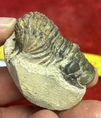 Colorful Crotalocephalus trilobite fossil Devonian Top quality 