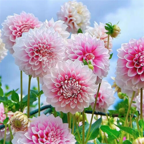 1 Packung/100 Stück doppelt blättrige Dahlien Samen Blumensamen Garten Hof Deko - Bild 8 von 28