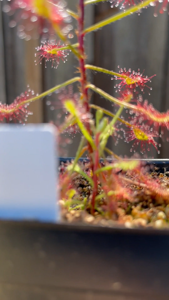 DROSERA MADAGASCARIENSIS – 10 SEMI DI PIANTA CARNIVORA